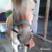 Fjordhest Rose "tidligere part"