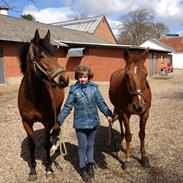 Anden særlig race Dee Dee Birkholm