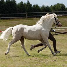 Welsh Pony (sec B) Aastrupgaards Safir, Hingst