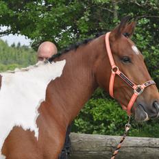 Anden særlig race Sputnik