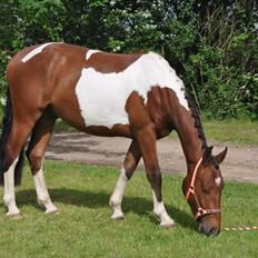 Anden særlig race Sputnik