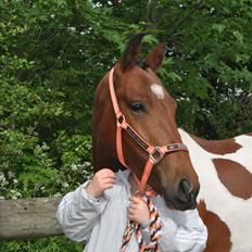 Anden særlig race Sputnik