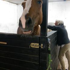 Anden særlig race Flying Shadow solgt