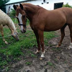 Anden særlig race Flying Shadow solgt