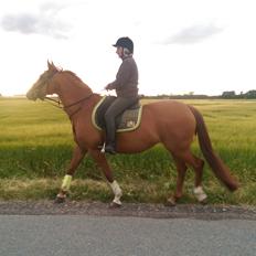 Anden særlig race Flying Shadow solgt