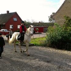 Connemara Teglstrups Duke <3 