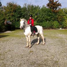 Connemara Teglstrups Duke <3 