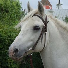 Connemara Teglstrups Duke <3 