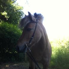 Anden særlig race Charlie