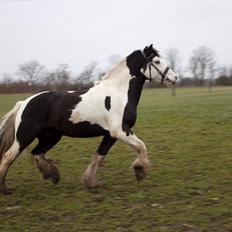 Irish Cob Hidalgo O'hara