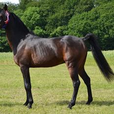 Arabisk fuldblod (OX) KASMIR OX