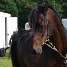 Arabisk fuldblod (OX) KASMIR OX