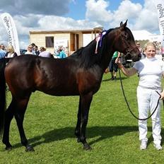 Arabisk fuldblod (OX) KASMIR OX