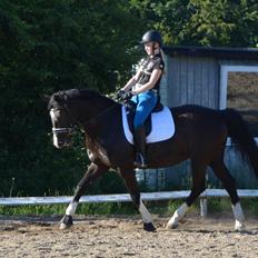 Holstener Stald TM's Jasmin