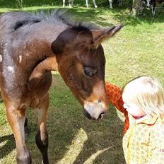 Pinto Gaasdal's Asti