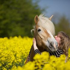 Haflinger Kløv´s Umberta