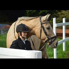 Palomino Sandgravgårdens Falcon [tidl. Part]