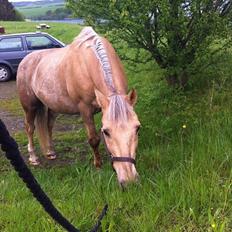 Palomino Sandgravgårdens Falcon [tidl. Part]