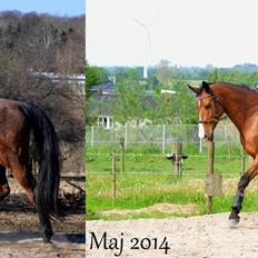 Holstener Costa Rica 32