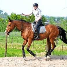 Holstener Costa Rica 32