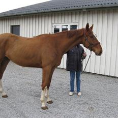 Dansk Varmblod Bøgensmindes Flying Sparkels