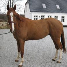 Dansk Varmblod Bøgensmindes Flying Sparkels