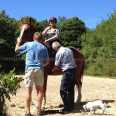 Dansk Varmblod Bøgensmindes Flying Sparkels