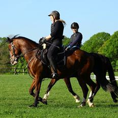 Welsh Partbred (Sec F) Katrinebjergs Dirty Dancer