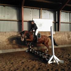 Welsh Partbred (Sec F) Katrinebjergs Dirty Dancer