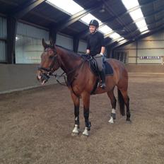 Dansk Varmblod Stejlbjerggaards Cyrillis