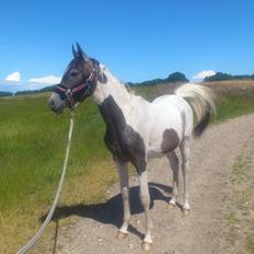 Pinto Araber JH Allonzy *Solgt* R.I.P. 18-01-2017