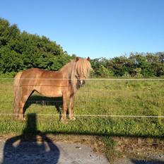 Anden særlig race Freja