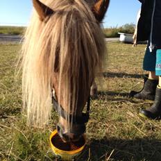 Anden særlig race Freja