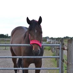 Traver Thedanishwaytorock