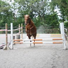 Palomino Pedro de la rosa