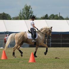 Palomino Marielunds gold melodyboy