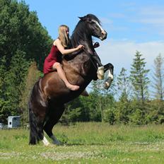 Welsh Cob (sec D) Fronerthig Black Rebel