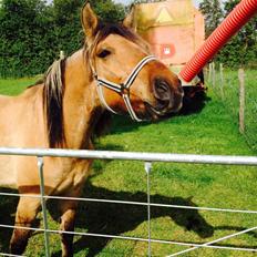 Anden særlig race Lukas