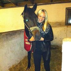 Tysk Sportspony Chester