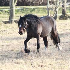 Irish Cob Romany's Hot Chokolate <3 R.I.P <3