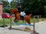 Arabisk fuldblod (OX) Lisan - 70 cm :D Elsker den pony <3