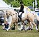 Palomino Marielunds gold melodyboy