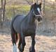 Irish Cob Romany's Hot Chokolate <3 R.I.P <3