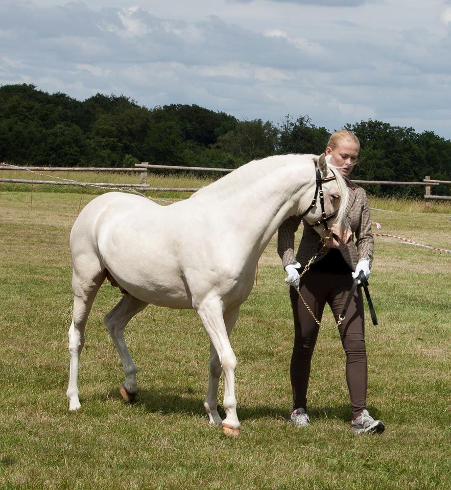 Welsh Pony (sec B) Aastrupgaards Safir, Hingst billede 19