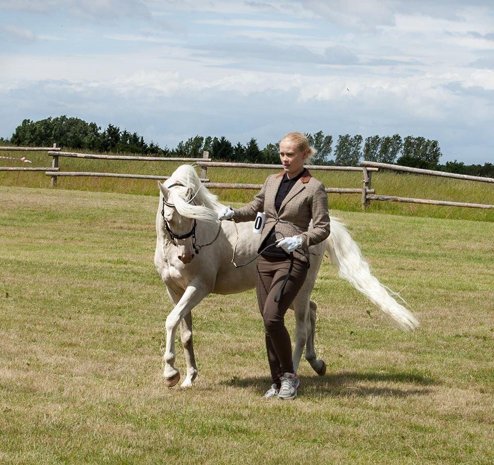 Welsh Pony (sec B) Aastrupgaards Safir, Hingst billede 20
