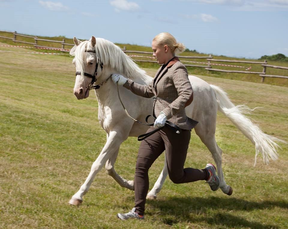 Welsh Pony (sec B) Aastrupgaards Safir, Hingst - D21/6 2014 Cathrine giver den gas med Safir  billede 22