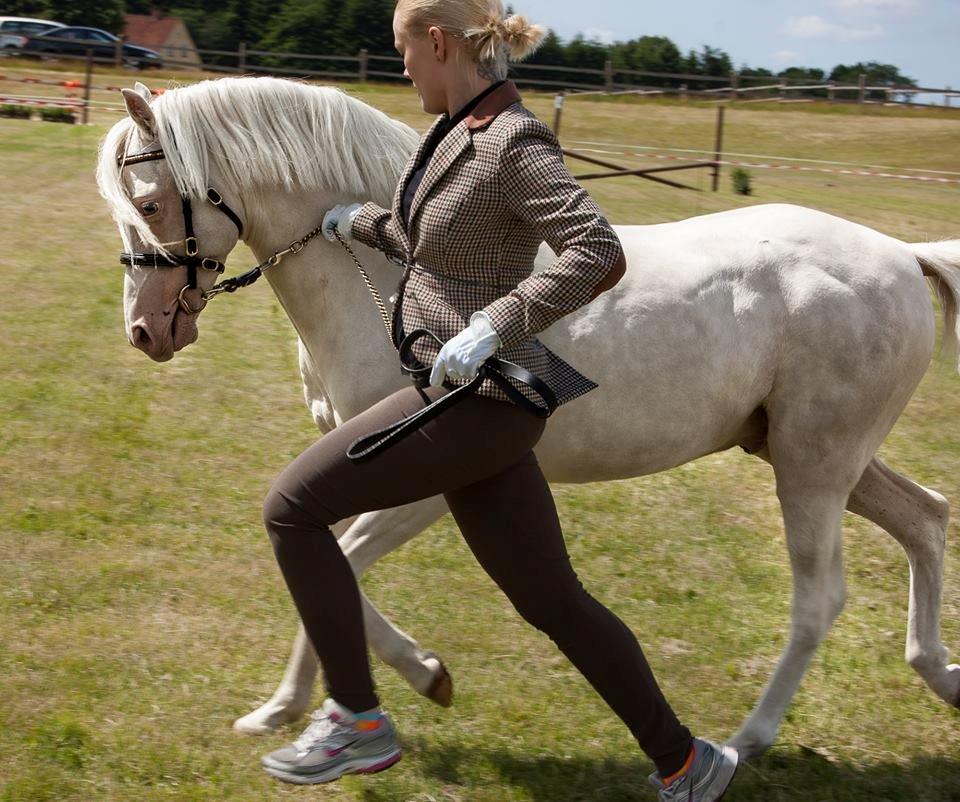 Welsh Pony (sec B) Aastrupgaards Safir, Hingst billede 23
