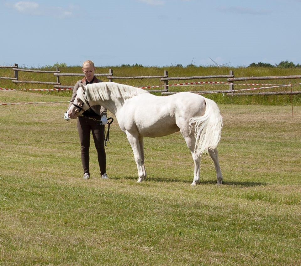 Welsh Pony (sec B) Aastrupgaards Safir, Hingst billede 24
