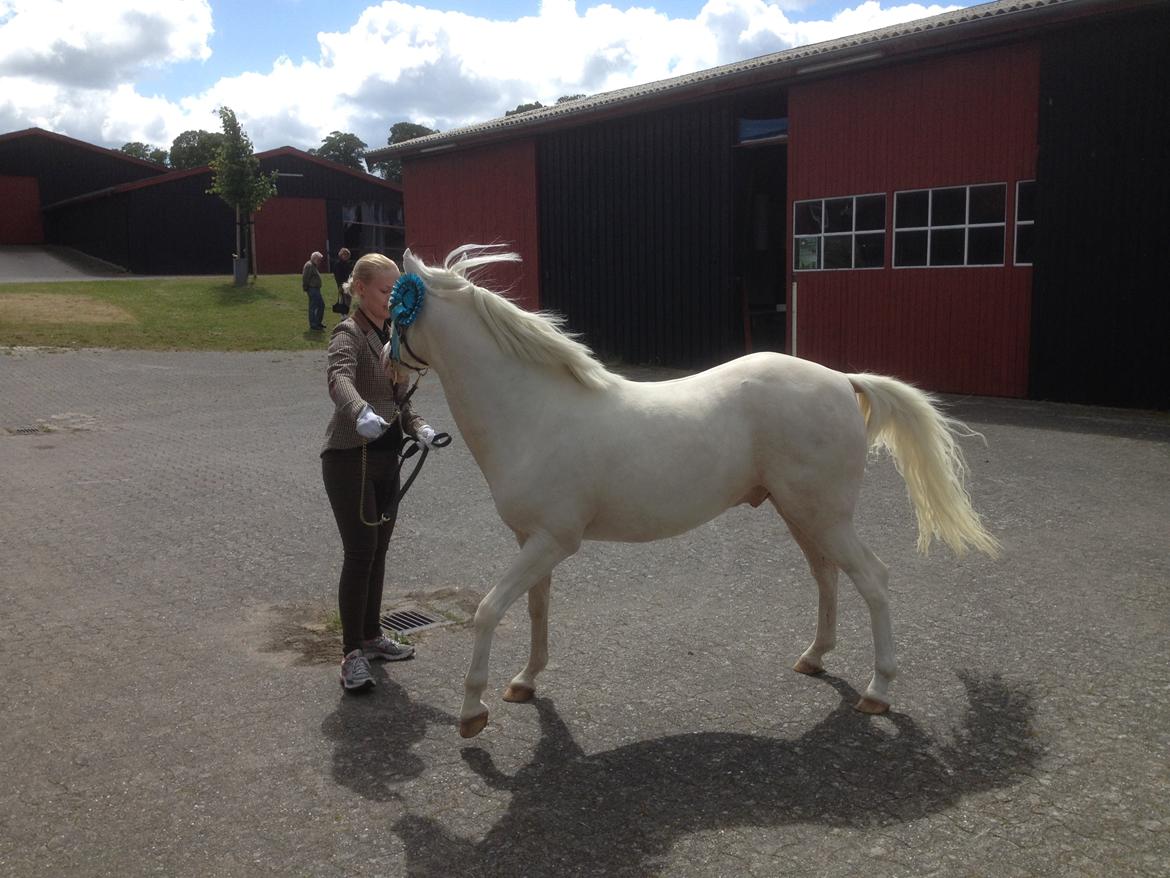 Welsh Pony (sec B) Aastrupgaards Safir, Hingst billede 26