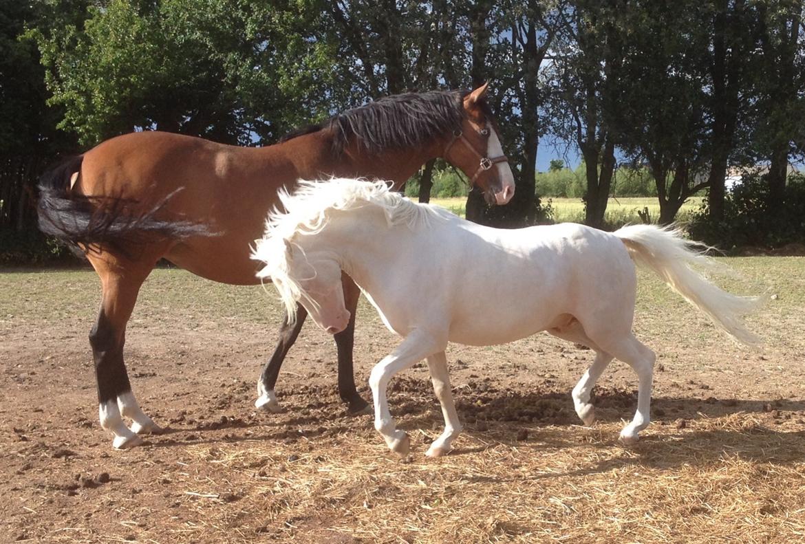 Welsh Pony (sec B) Aastrupgaards Safir, Hingst - Netop ankommet hjem efter et praktfuldt show  billede 27